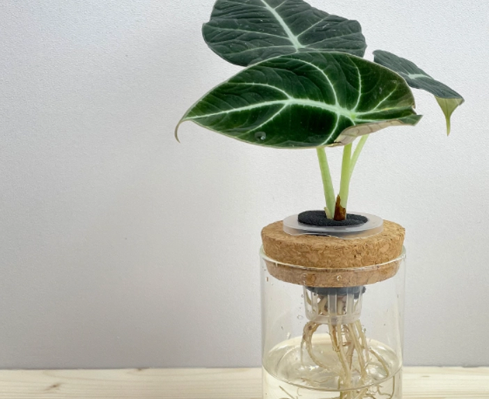 黑絲絨植物養護