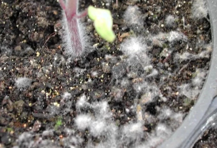 白色菌絲處理 白色菌絲處理