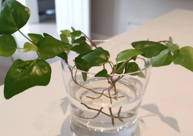 水耕常春藤方法