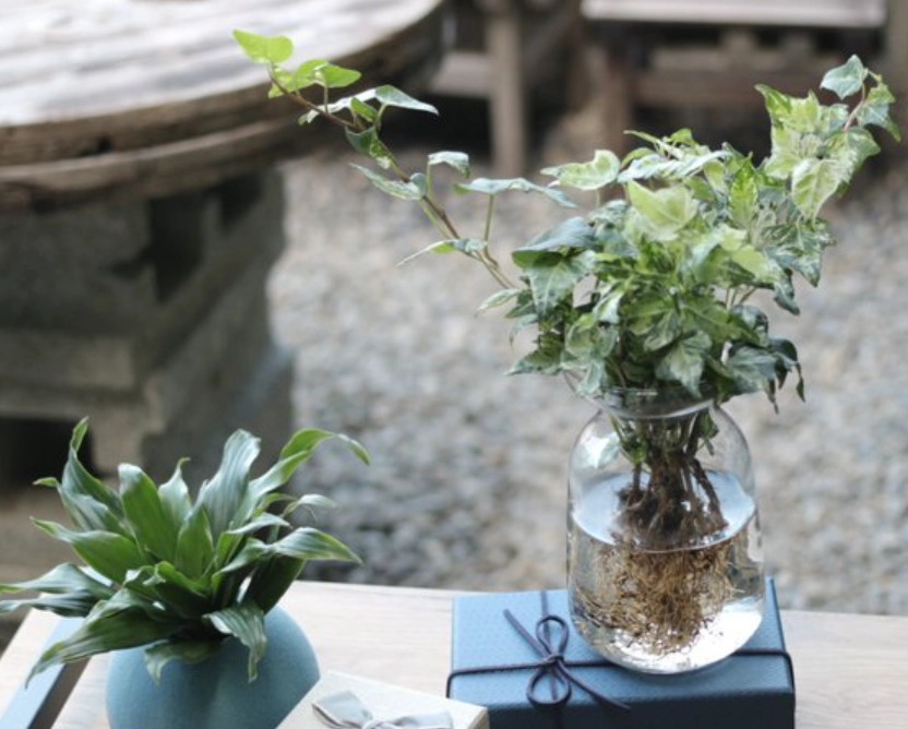 水耕斑葉常春藤養護