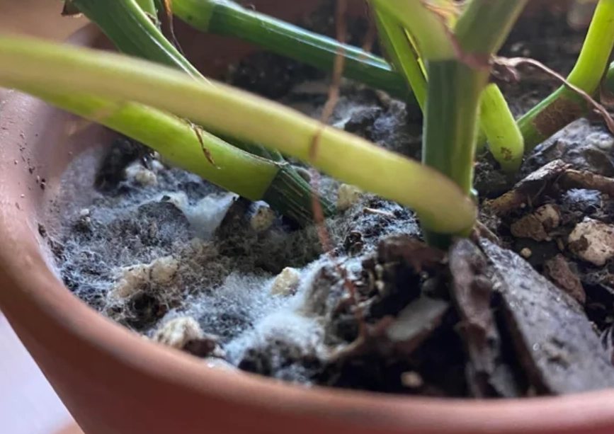 植物霉菌處理 植物霉菌處理