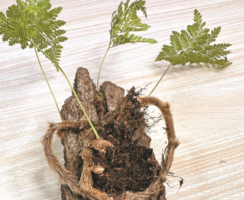 兔腳蕨分株方法