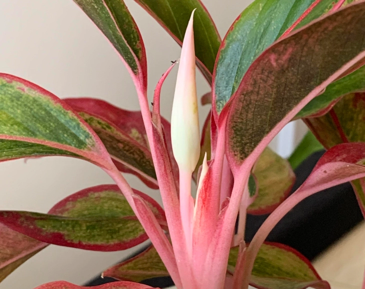 萬年青開花原因 萬年青開花原因