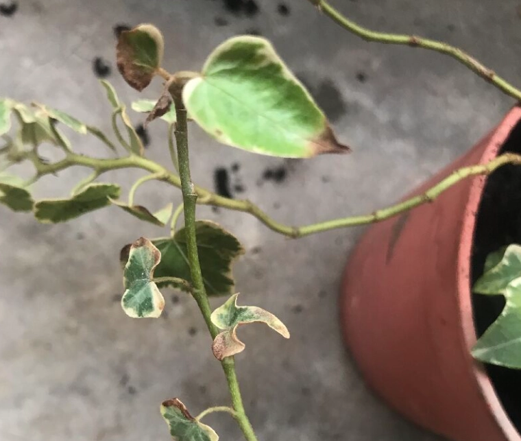 常春藤急救方法