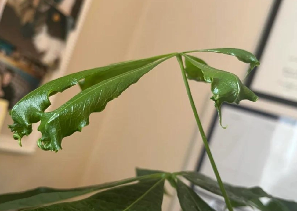 金錢樹照顧 金錢樹照顧