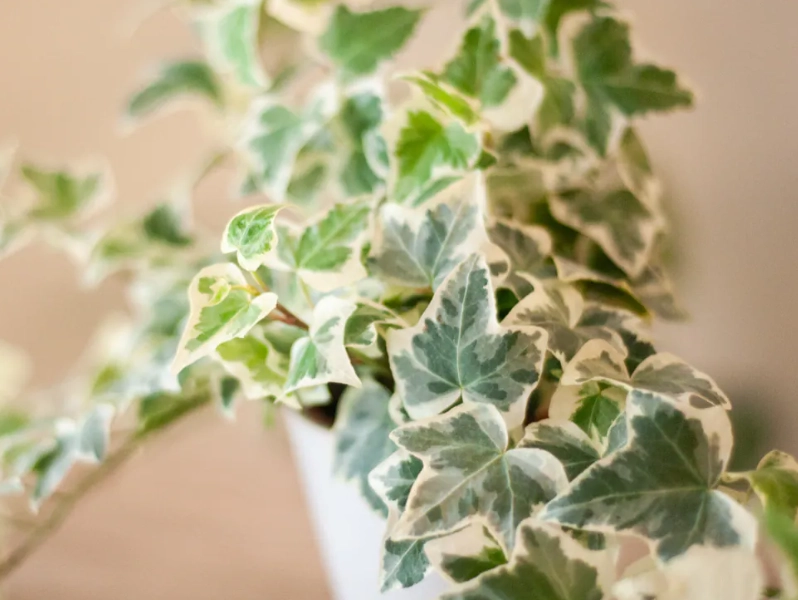 常春藤葉子問題