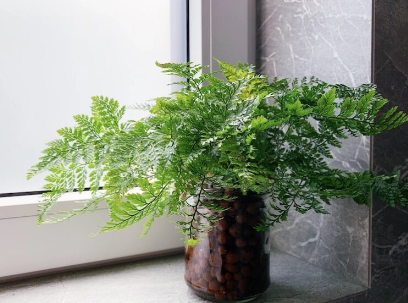 兔腳蕨繁殖技巧