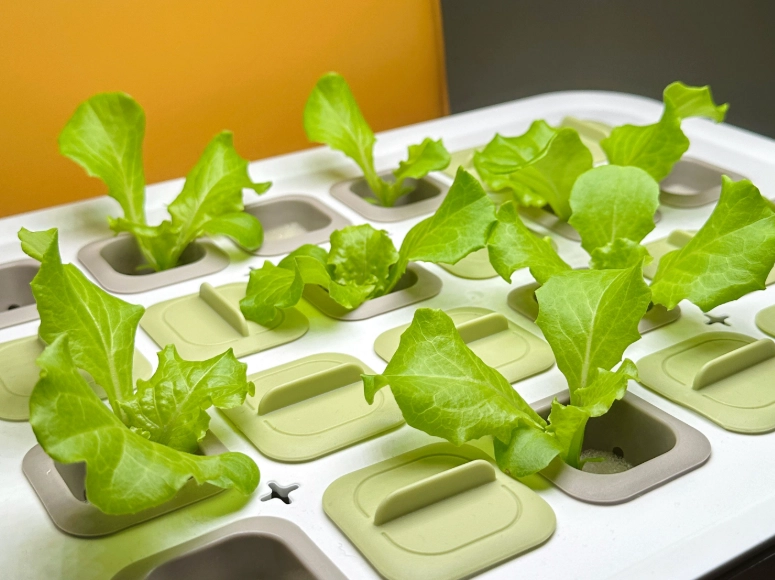 水耕栽培 水耕栽培