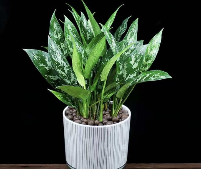 低光照室內植物 低光照室內植物