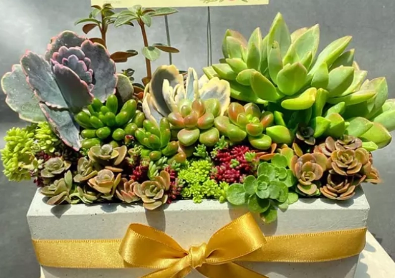 開業送禮盆栽 開業送禮盆栽