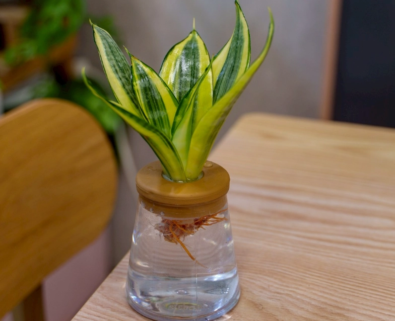 水耕容器比較 水耕容器比較