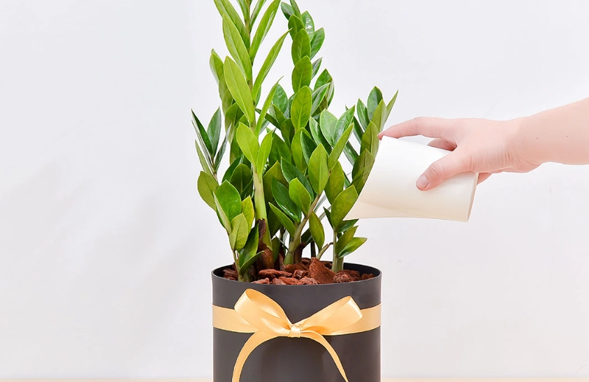 辦公室植物風水 辦公室植物風水