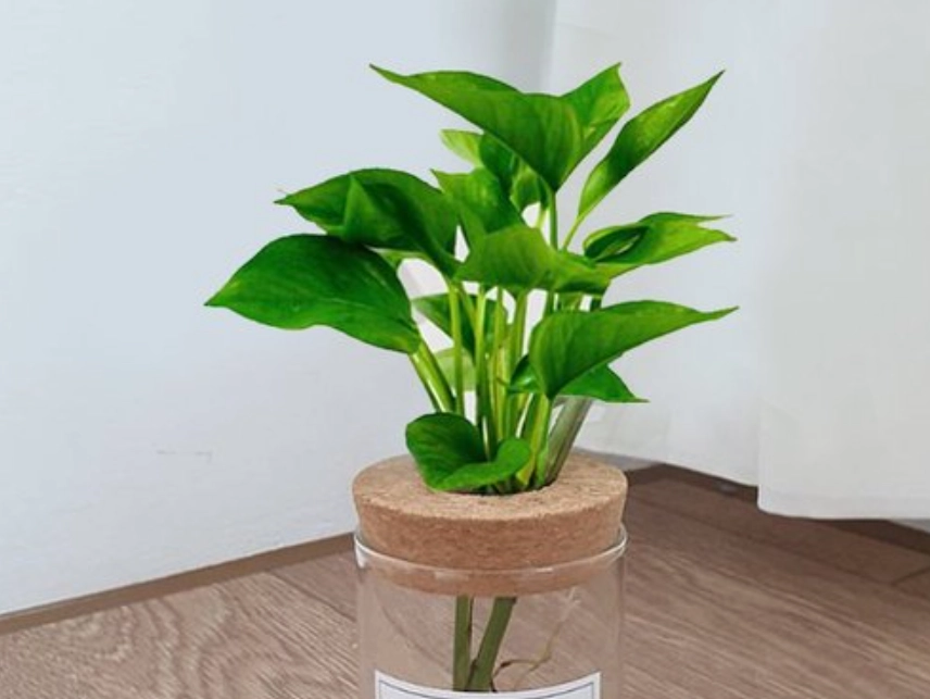 黃金葛中毒處理