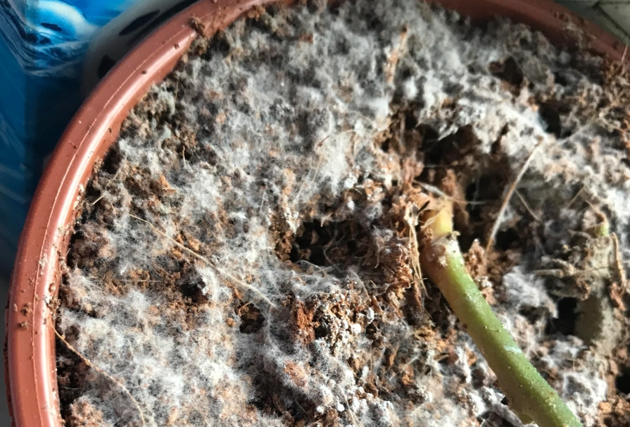 室内植物發霉