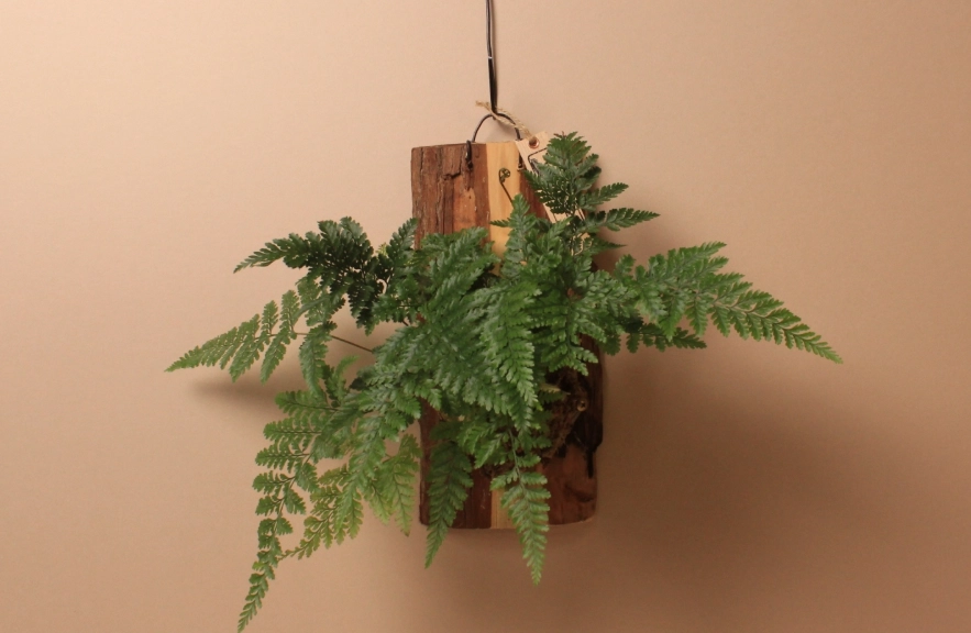 兔腳蕨養護 兔腳蕨養護