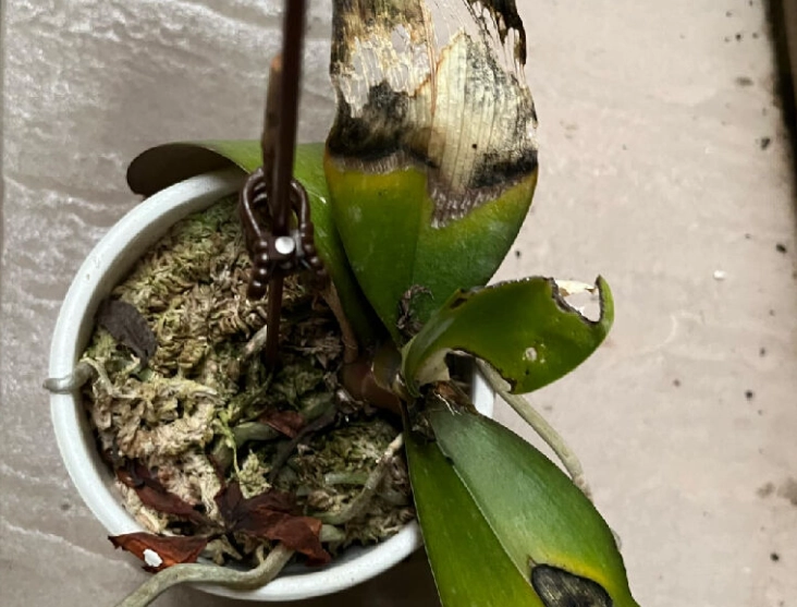 兰花病虫害防治