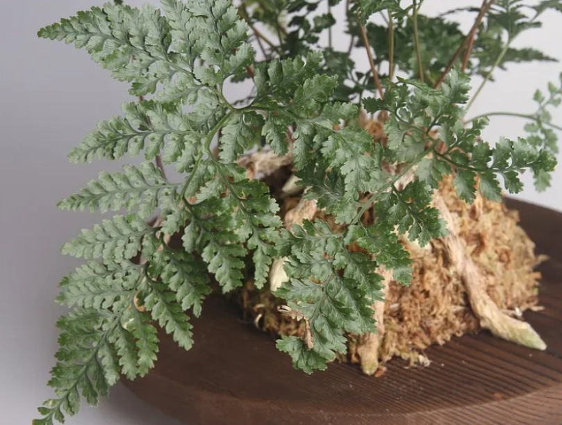 兔腳蕨分株方法