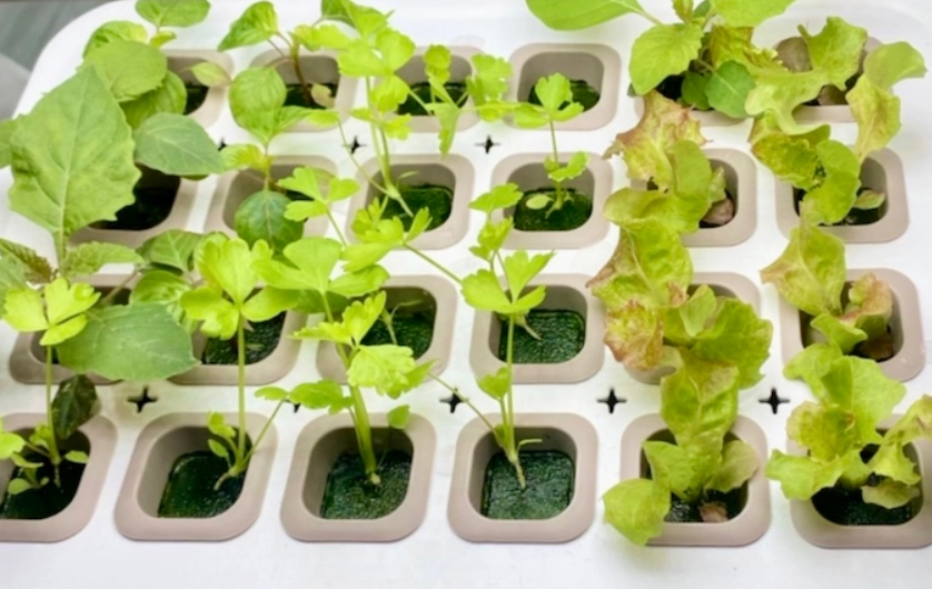 水耕植物生長不良 水耕植物生長不良