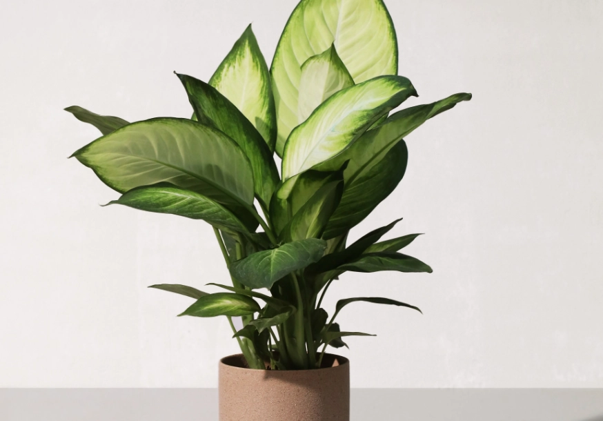 萬年青中毒處理 萬年青中毒處理