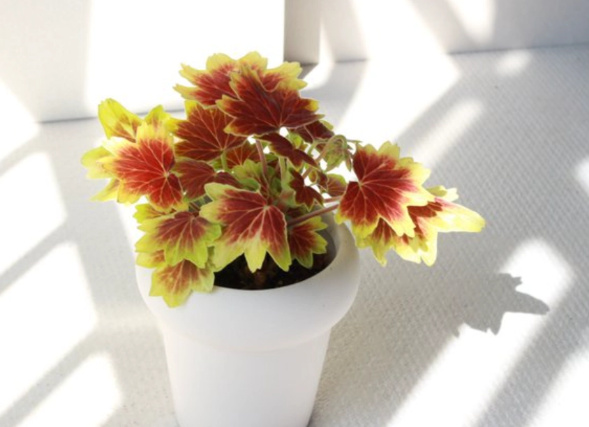 天竺葵盆栽種植 天竺葵盆栽種植