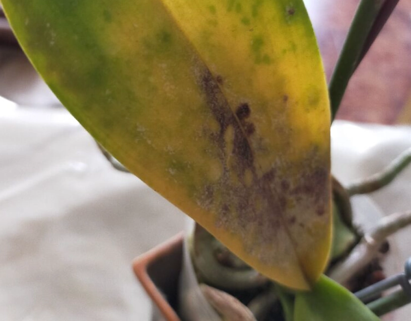 蘭花葉片發黃處理