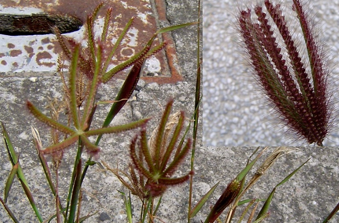 禾本科識別 禾本科識別