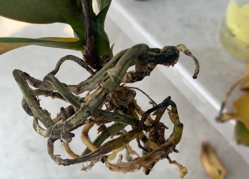 蘭花爛根處理 蘭花爛根處理