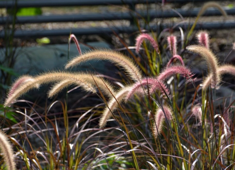 禾本科植物 禾本科植物