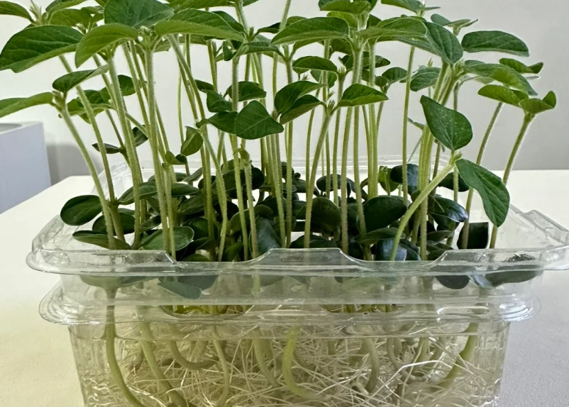 水耕黃豆種植 水耕黃豆種植