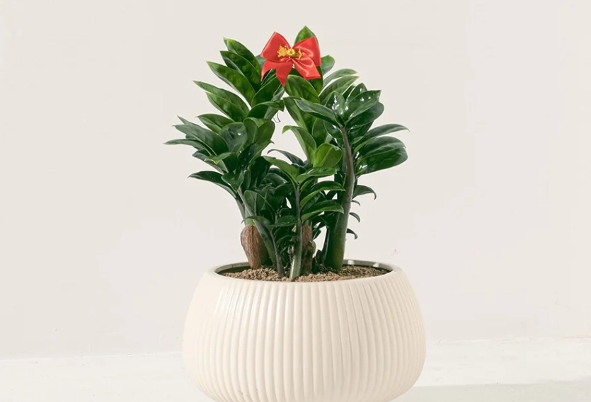 金錢樹修剪方法