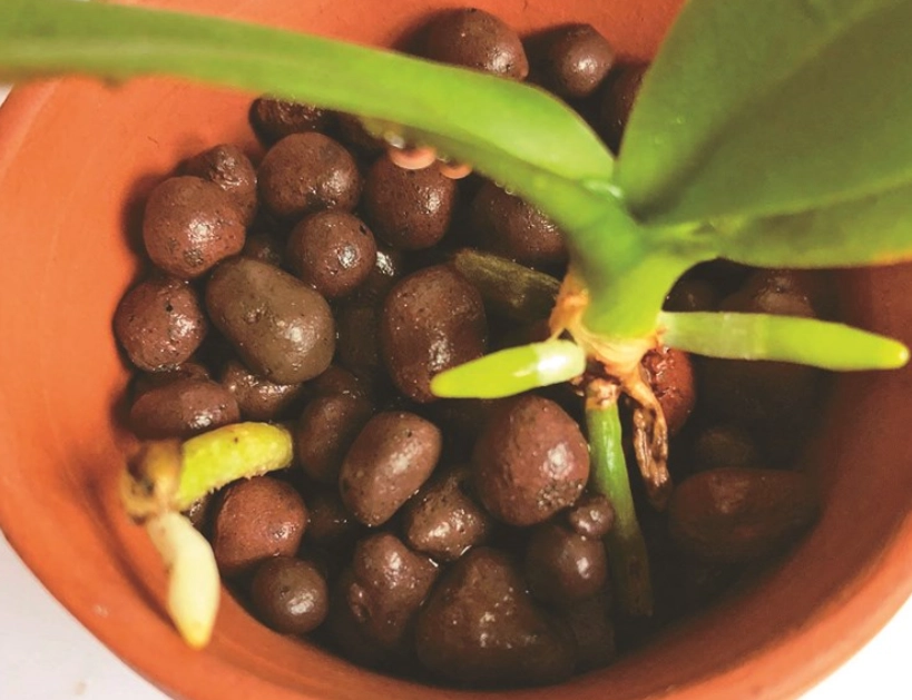 水耕栽培技巧 水耕栽培技巧