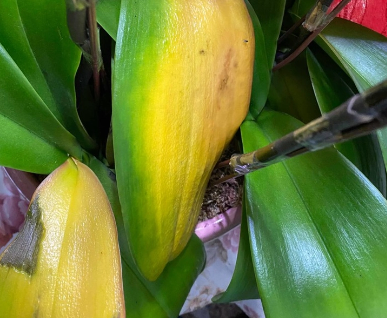 蘭花黃葉原因 蘭花黃葉原因