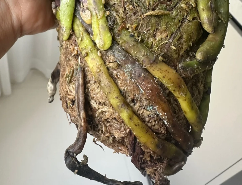 蘭花爛根處理 蘭花爛根處理