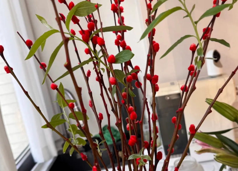 銀柳長綠葉方法 銀柳長綠葉方法