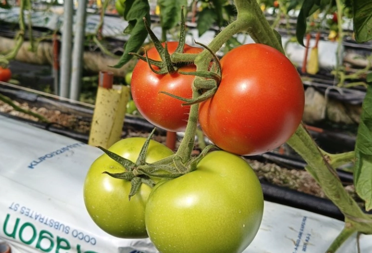 牛番茄種植方法