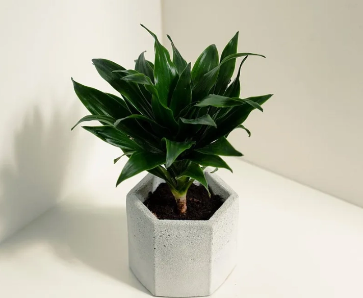 耐陰植物推薦 耐陰植物推薦