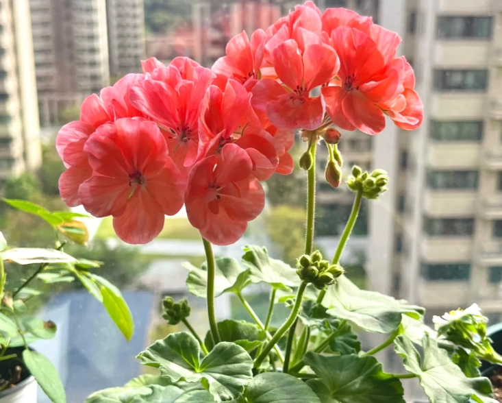 天竺葵盆栽種植 天竺葵盆栽種植