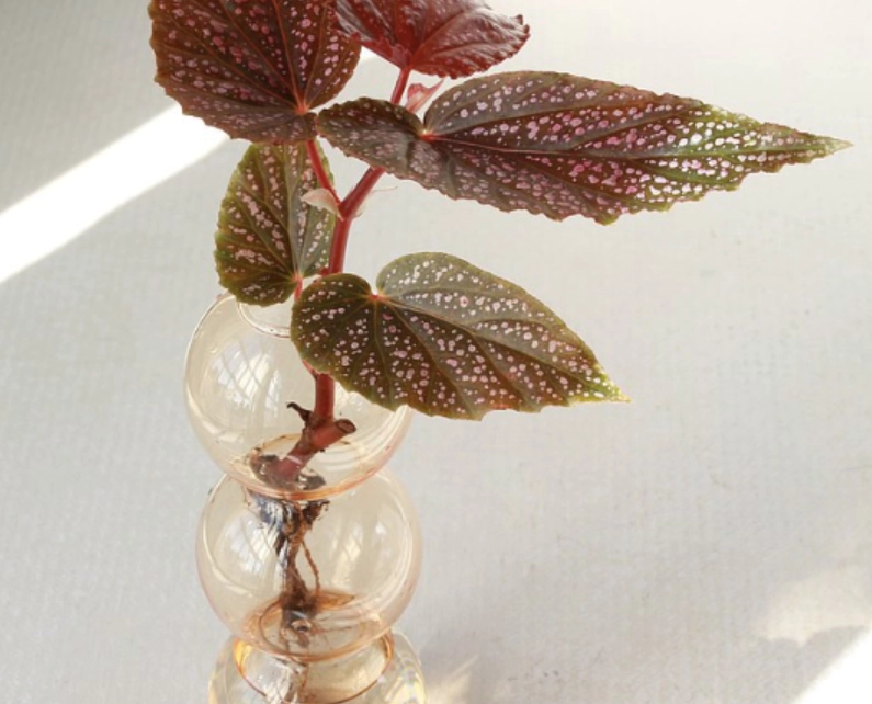 水生植物 水生植物