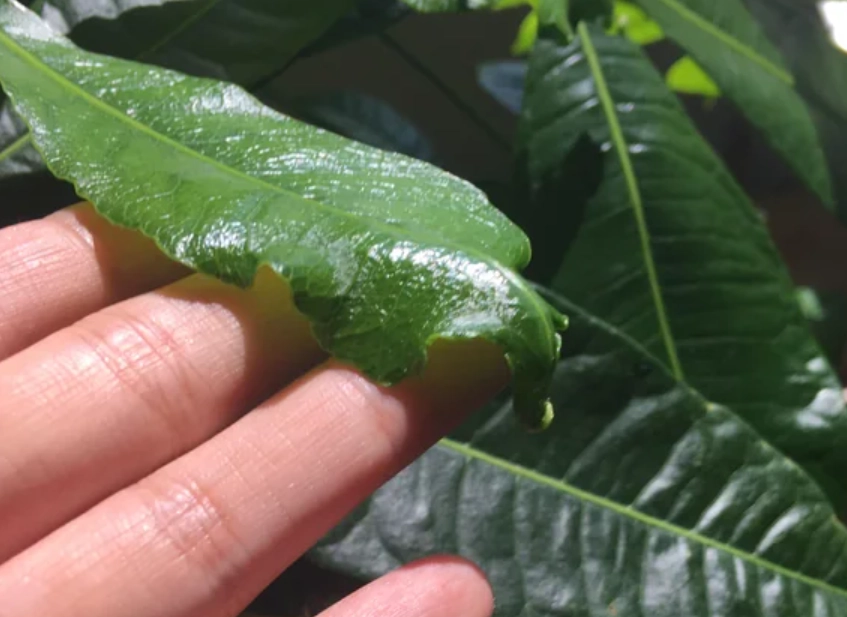 金錢樹葉子捲曲原因 金錢樹葉子捲曲原因