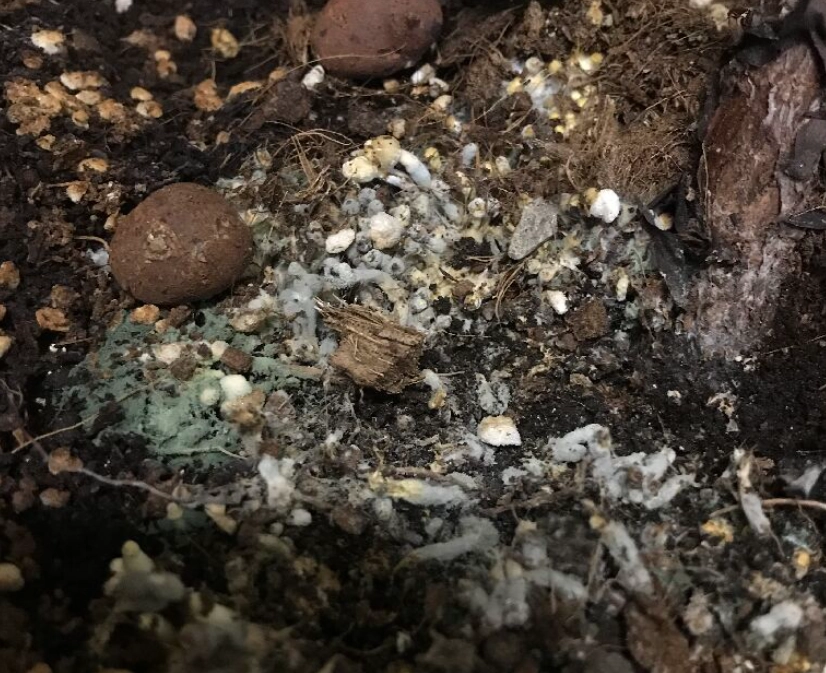 發霉土壤能用嗎 發霉土壤能用嗎