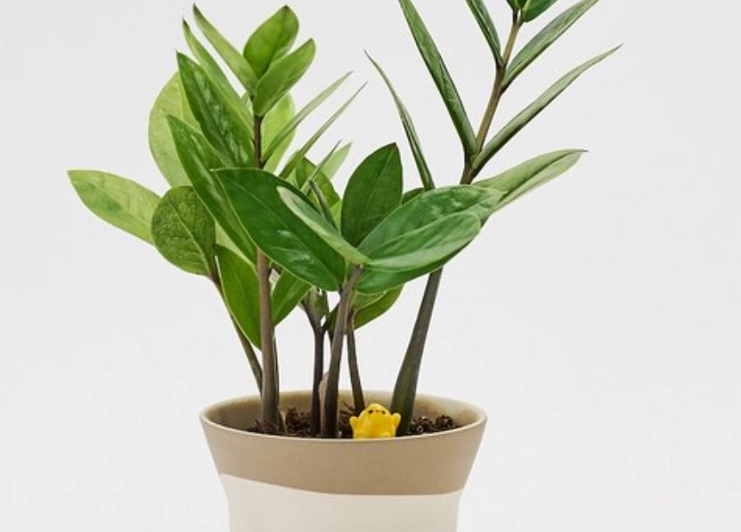 金錢樹分株方法