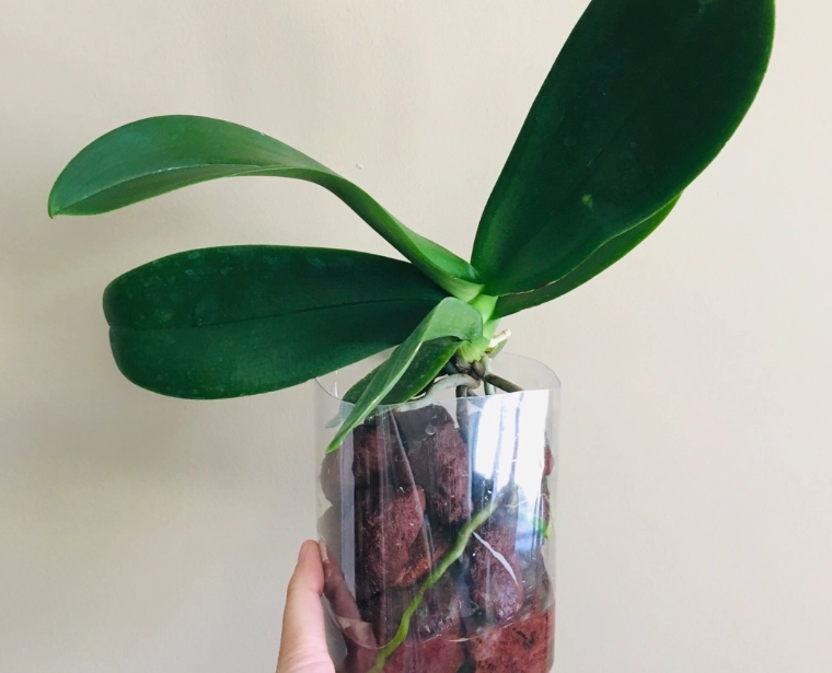 水培蝴蝶蘭施肥 水培蝴蝶蘭施肥