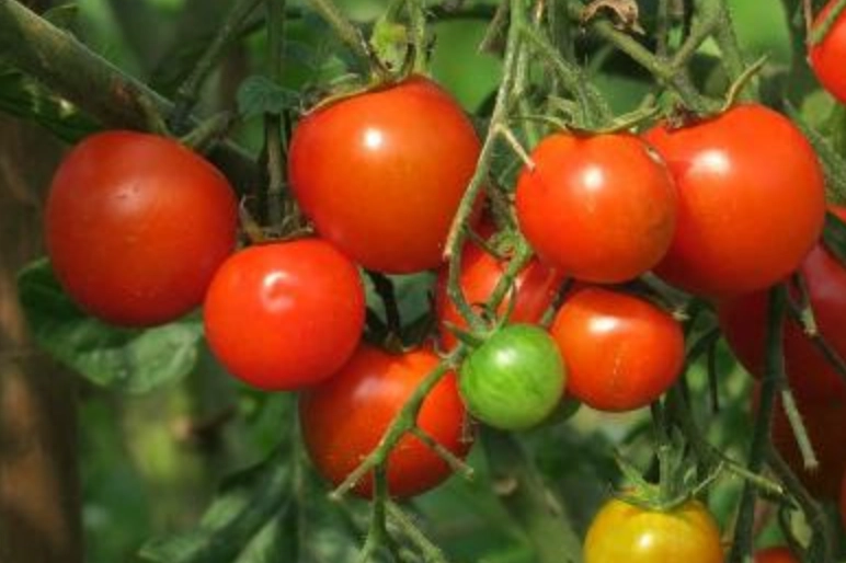 番茄季節管理