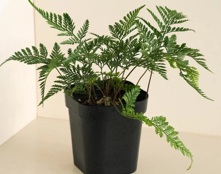 兔腳蕨養護 兔腳蕨養護