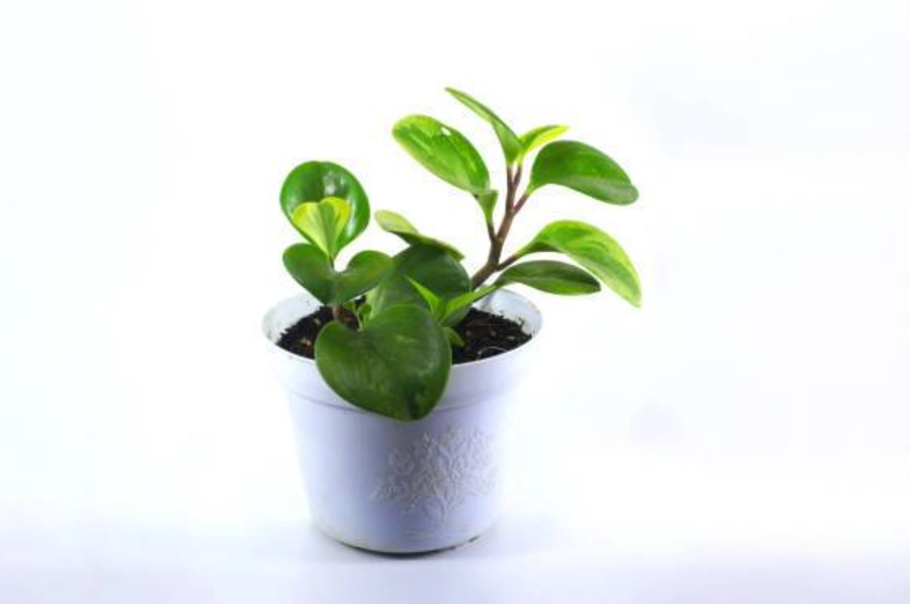 耐阴室内植物推荐 耐阴室内植物推荐