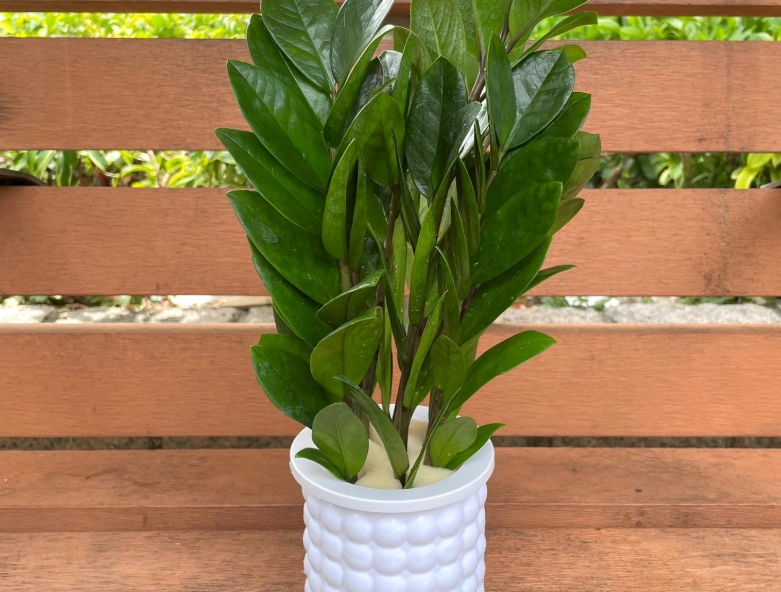 金錢樹養護 金錢樹養護