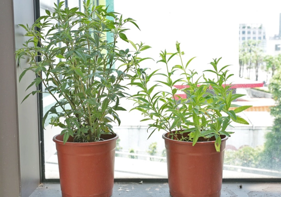 室內植物病蟲害預防 室內植物病蟲害預防