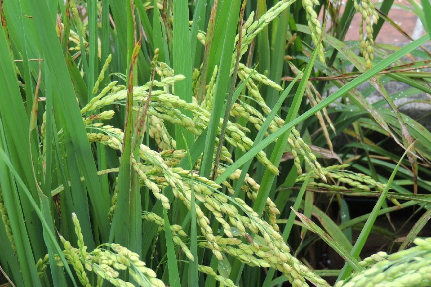 禾本科識別 禾本科識別