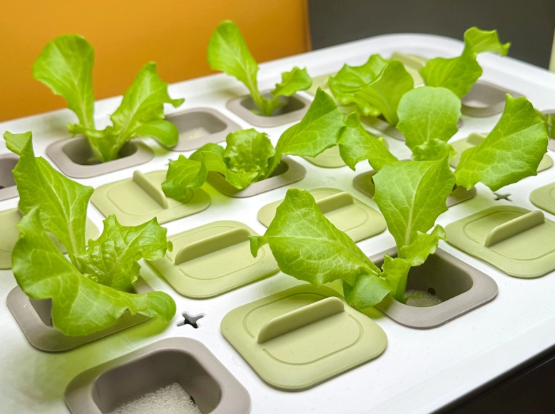 水耕植物生長不良 水耕植物生長不良