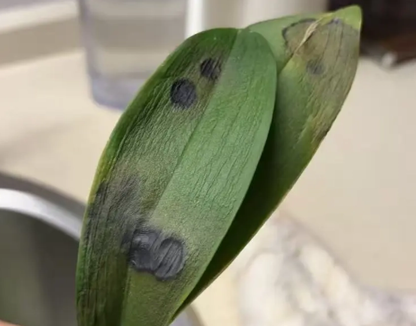 蘭花葉子發黑原因